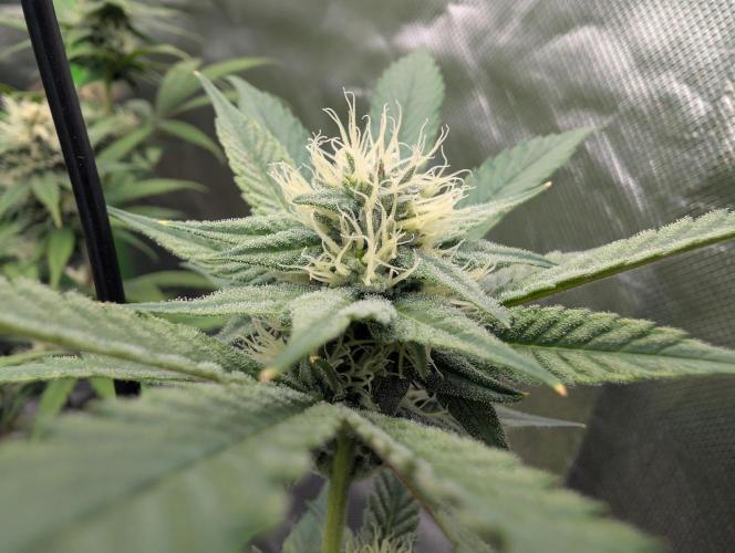 double cherry. Week 14