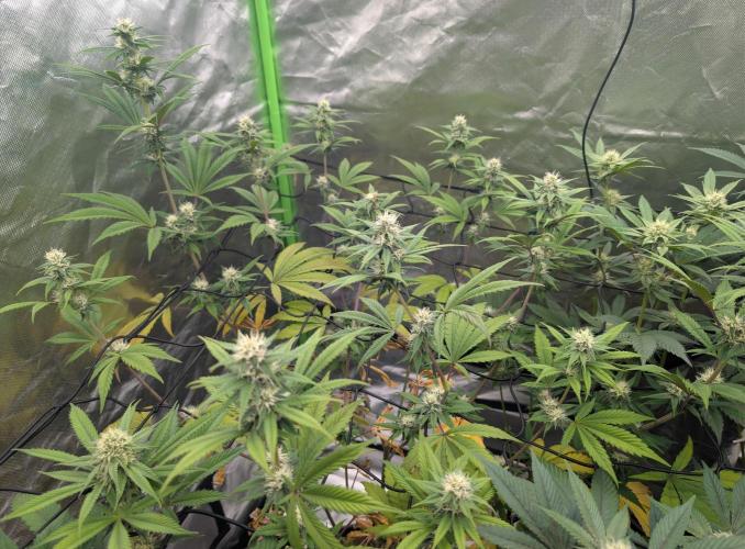 Big Blackberry. Week 14