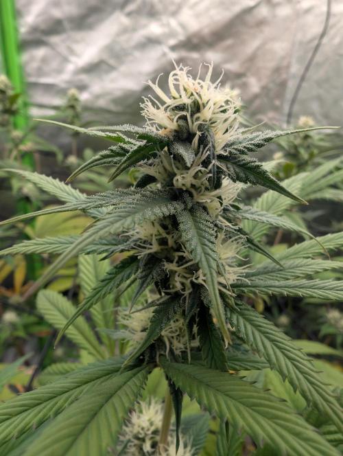 Big Blackberry. Week 14