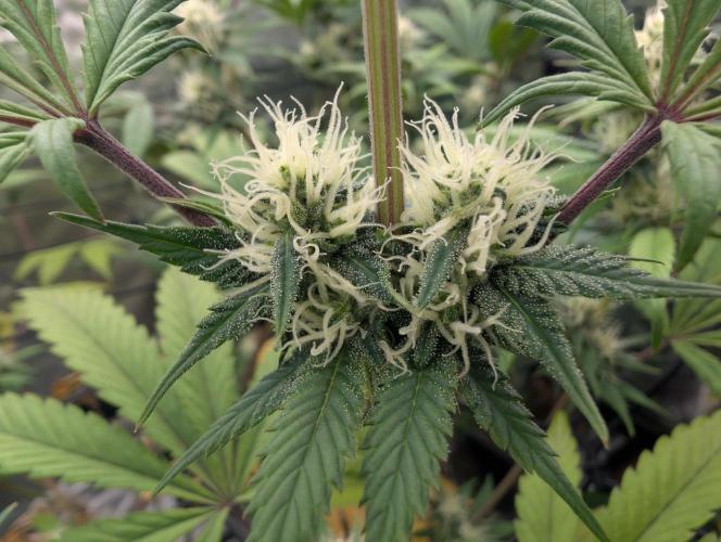 Big Blackberry. Week 14