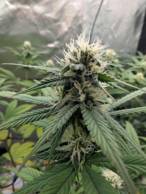 Big Blackberry. Week 14