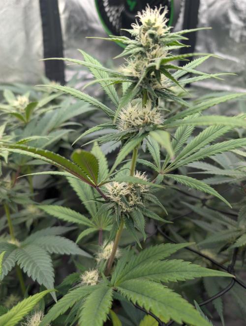 Big Blackberry. Week 14
