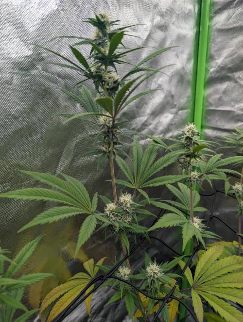 Big Blackberry. Week 14