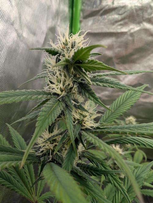 Big Blackberry. Week 14