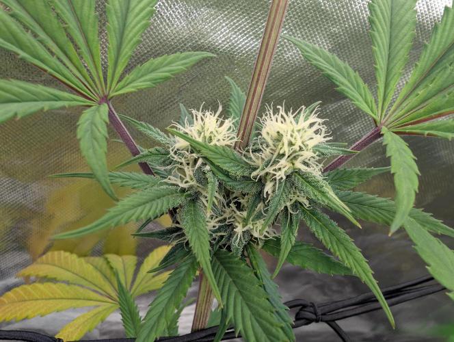 Blackberry Herer. Week 14