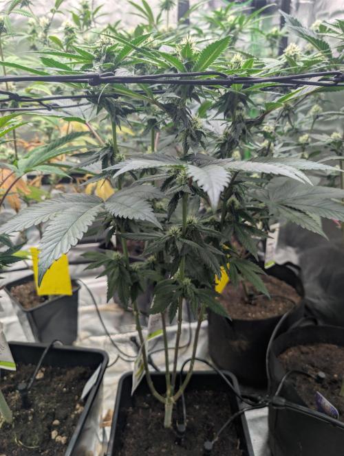 B B B. Week 14