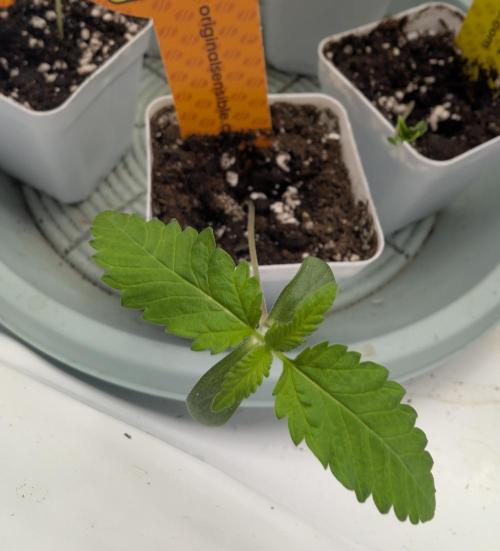 OG Nana. Week 0 - 05/31