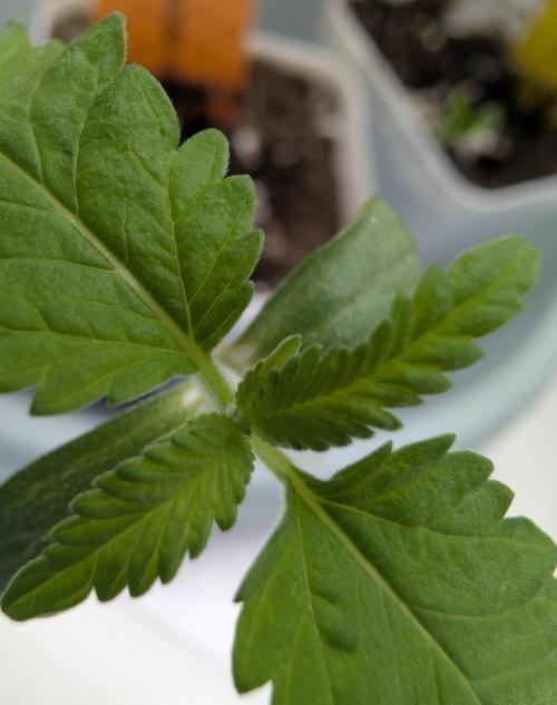 OG Nana. Week 0 - 05/31