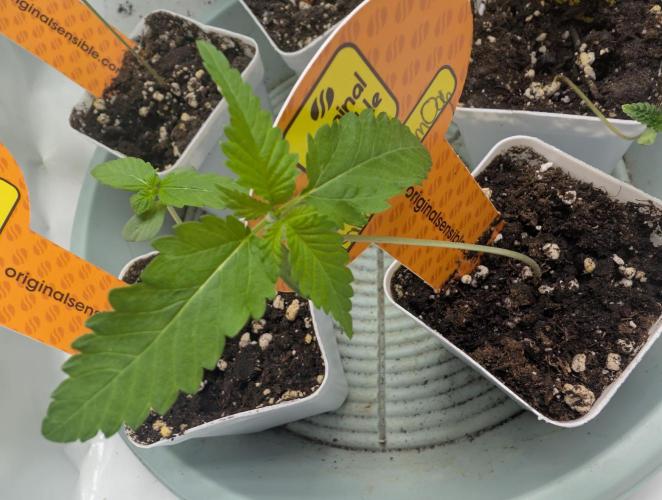 OG Nana. Week 0 - 06/03
