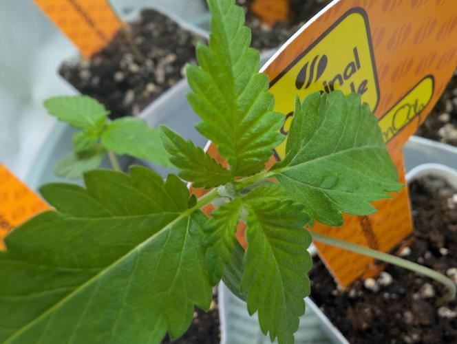 OG Nana. Week 0 - 06/03