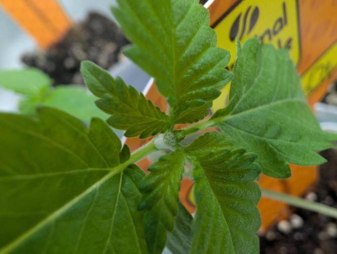 OG Nana. Week 0 - 06/03