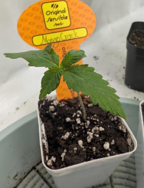 Growing Crack. Week 0 - 05/31