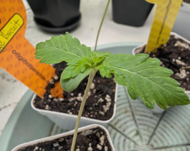 Growing Crack. Week 0 - 05/31