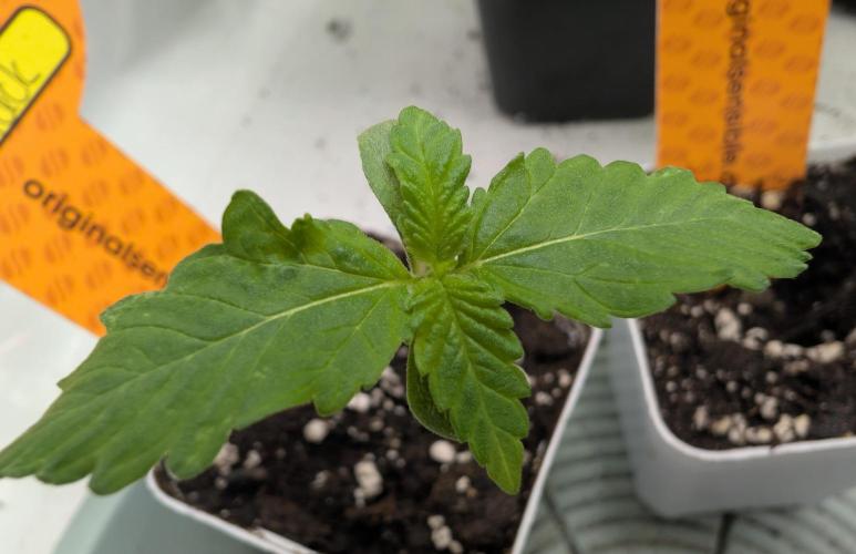 Growing Crack. Week 0 - 05/31