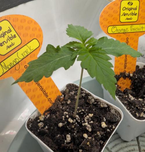 Growing Crack. Week 0 - 06/03