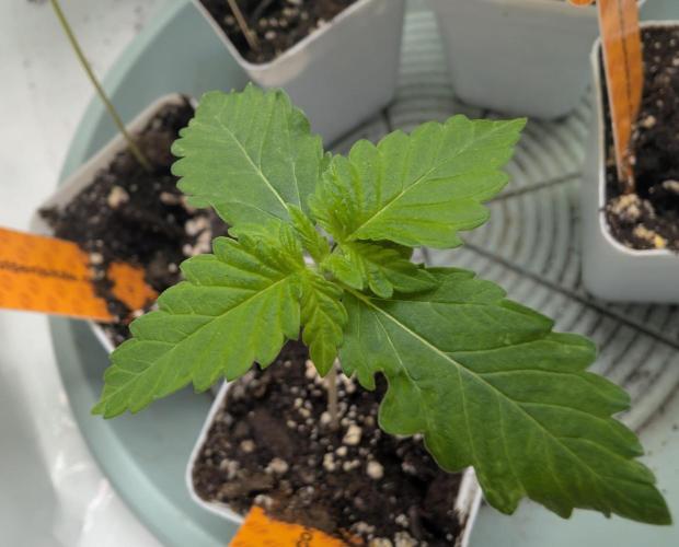 Growing Crack. Week 0 - 06/03