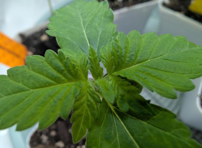 Growing Crack. Week 0 - 06/03