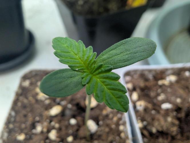 Zkittlez. Week 0