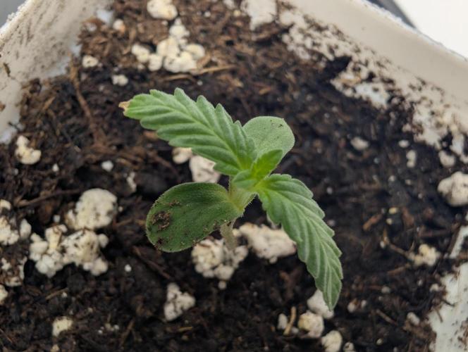 Pink Gelato 🍦😋. Week 0 - 05/31