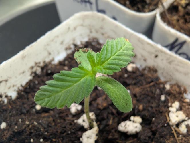 Pink Gelato 🍦😋. Week 0 - 05/31