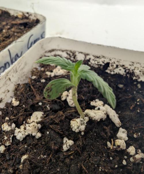 Pink Gelato 🍦😋. Week 0 - 05/31