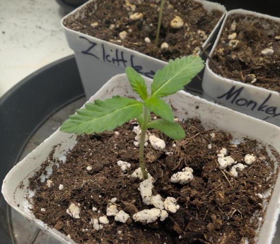 Pink Gelato 🍦😋. Week 0 - 06/03