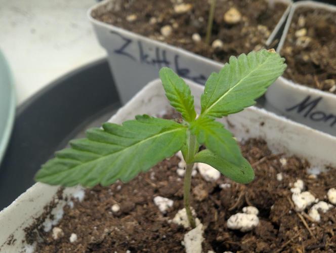 Pink Gelato 🍦😋. Week 0 - 06/03