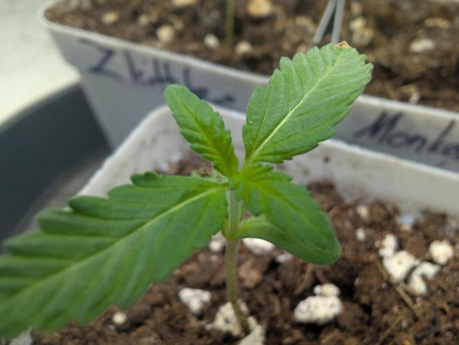 Pink Gelato. Week 0