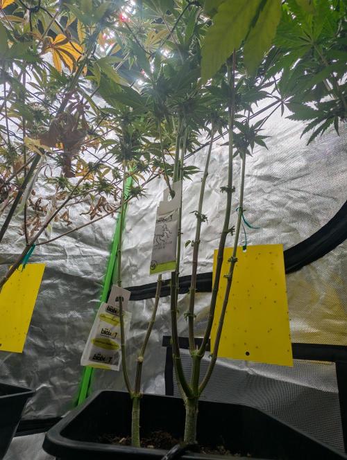 double cherry. Week 15