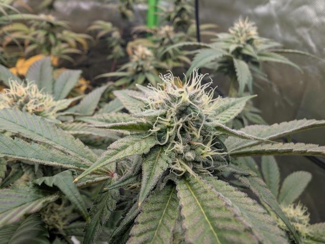 double cherry. Week 15