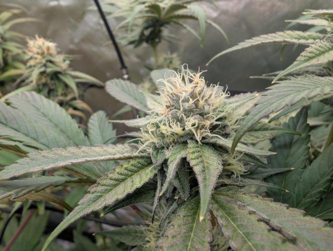 double cherry. Week 15