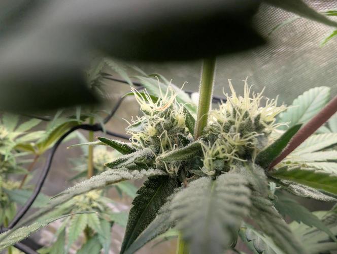 double cherry. Week 15