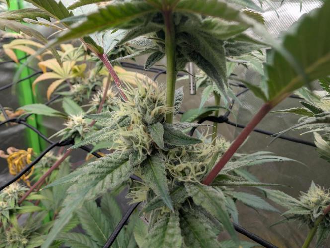 double cherry. Week 15
