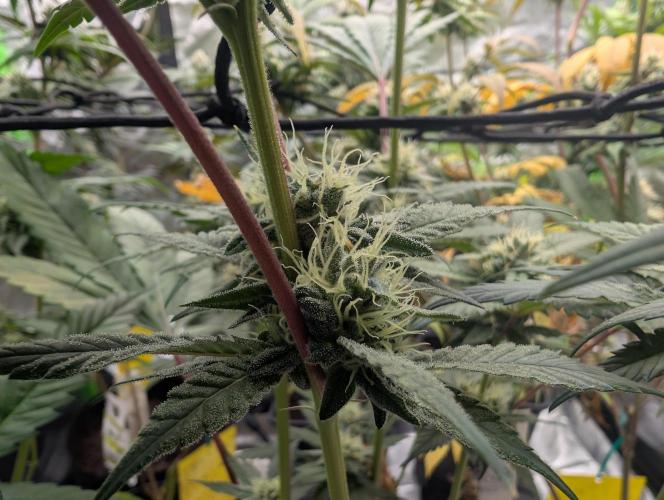 double cherry. Week 15