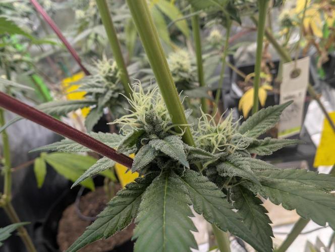 double cherry. Week 15