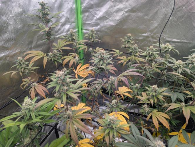 Big Blackberry. Week 15