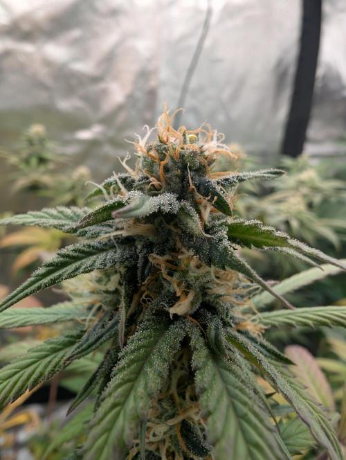 Big Blackberry. Week 15
