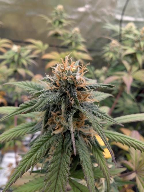 Big Blackberry. Week 15