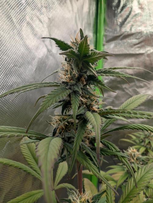 Big Blackberry. Week 15