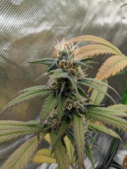 Big Blackberry. Week 15