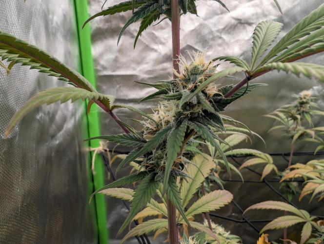 Big Blackberry. Week 15