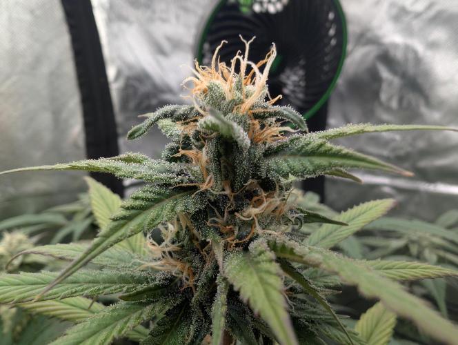 Big Blackberry. Week 15