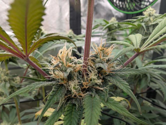 Big Blackberry. Week 15