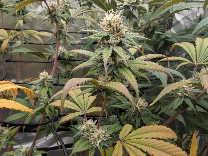 Big Blackberry. Week 15