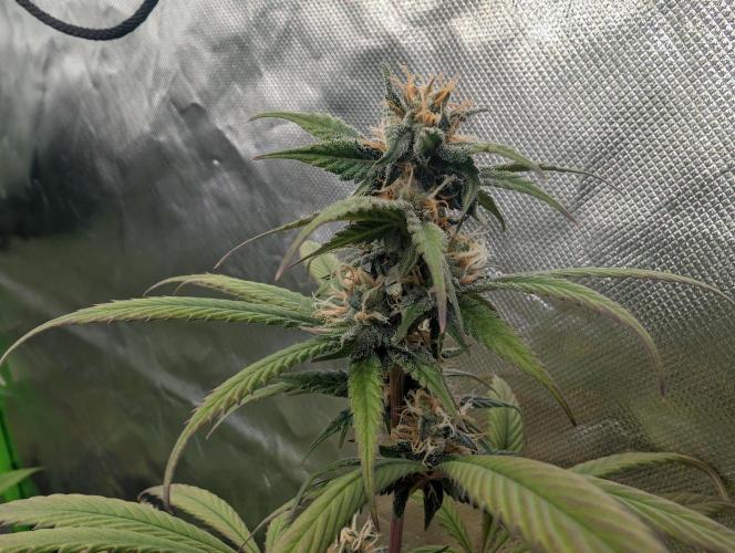 Big Blackberry. Week 15