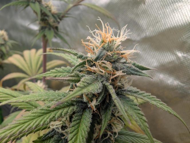 Big Blackberry. Week 15