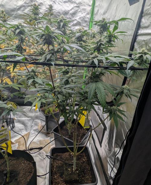 Papayaya Paradise. Week 15
