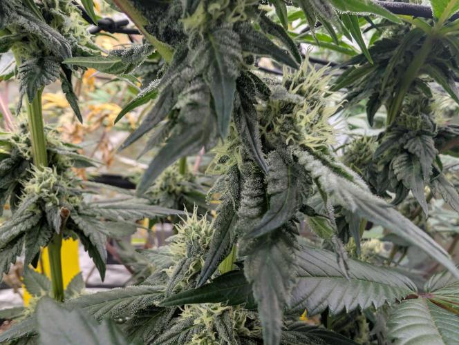 B B B. Week 15