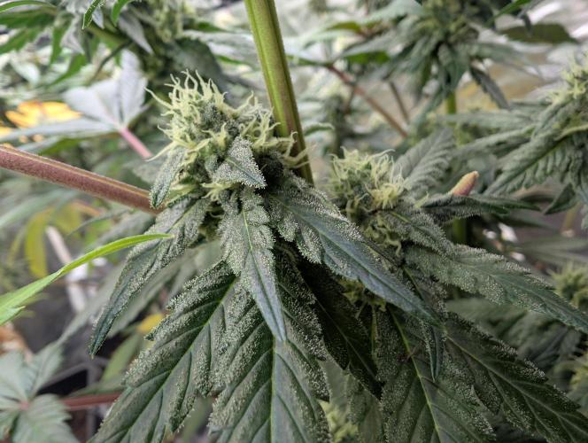 B B B. Week 15