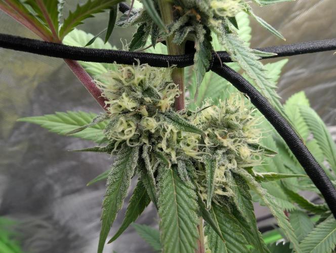 raisin. Week 15